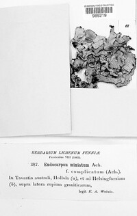 Dermatocarpon miniatum image